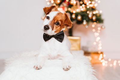 Dog on christmas tree