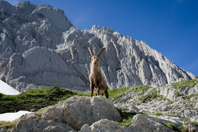 View of horse on rock