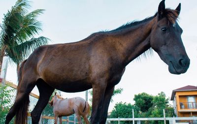 Horse standing in ranch against sky