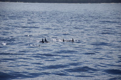 View of fishes swimming in sea