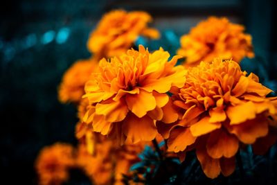 Close-up of yellow marigold flowers