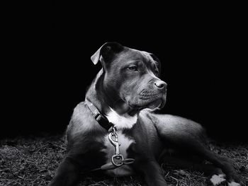 Dog looking away over black background