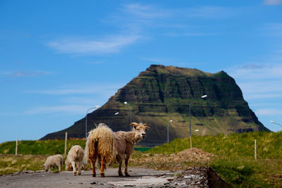 Sheep grazing on field against sky and mountain. 