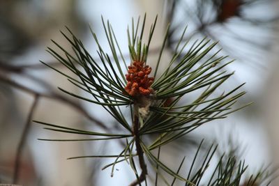 Close-up of plant growing outdoors