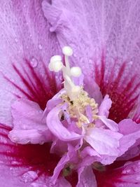 Close-up of pink flower blooming outdoors