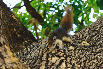 Squirrel on the tree he looking at my camera make me and other people felling good, good picture.