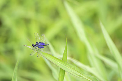 Close-up of insect on grass
