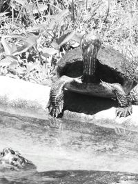 Close-up of turtle swimming in water