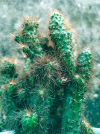 High angle view of succulent plant