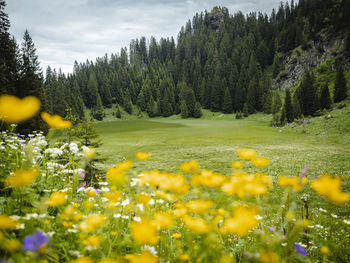 Yellow flowering plants on field