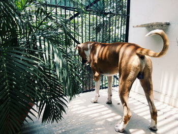 Dog standing against gate in yard