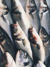 Directly above shot of fishes for sale at market