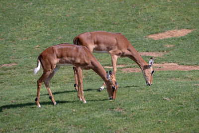 Horses grazing in a field