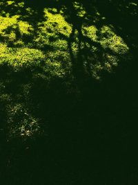 High angle view of trees on sunny day