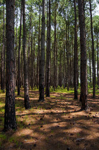 Trees in forest