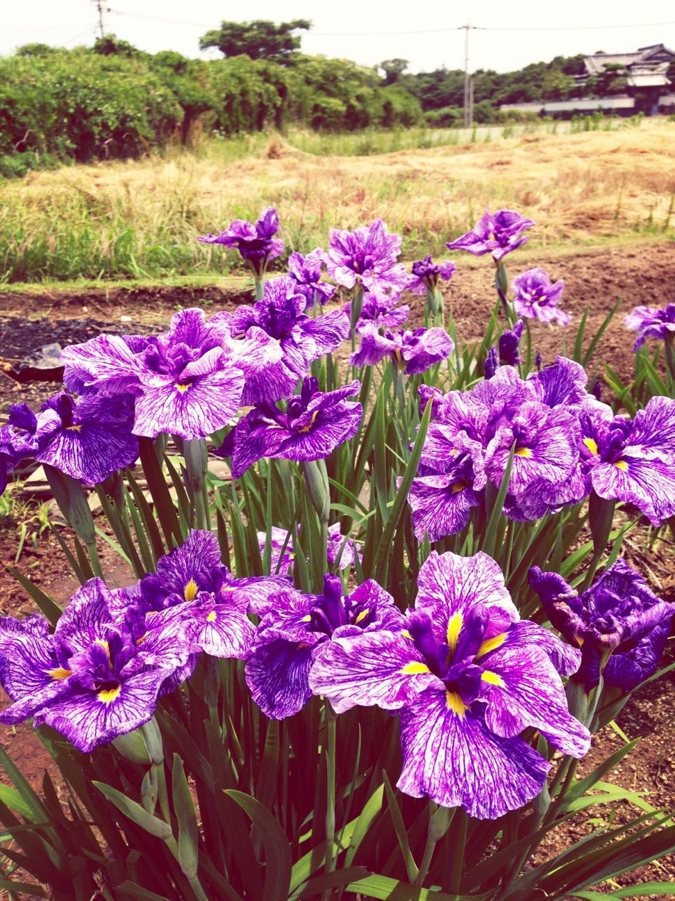 花菖蒲