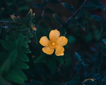 Close-up of yellow flowering plant