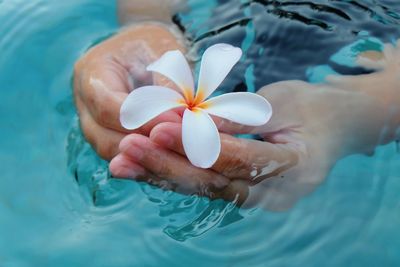 High angle view of woman holding flower in swimming pool