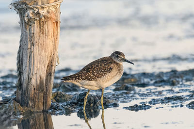 Close-up of bird perching on lake