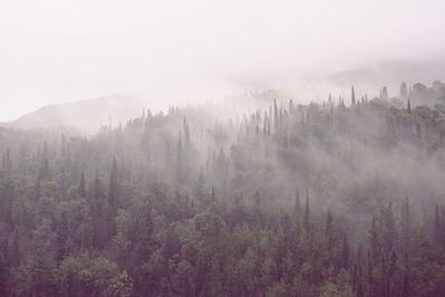 Panoramic view of forest against sky