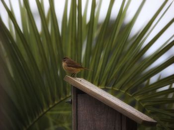 Close-up of bird perching on leaf