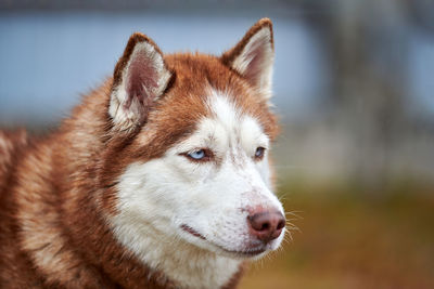 Close-up of dog looking away