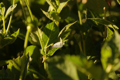 Close-up of butterfly on plant