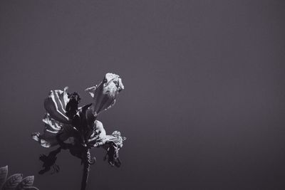 Low angle view of flowering plant against sky