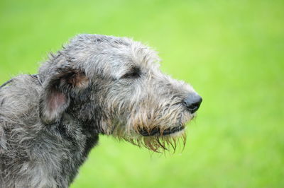 Close-up of a dog