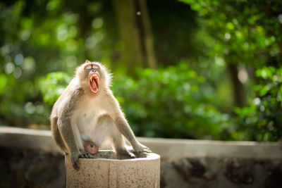 Macaque monkey sits on cement pipe, yawn or roar face, eyes closed, in ubud forest, bali, indonesia
