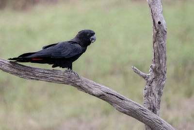 Bird perching on a tree
