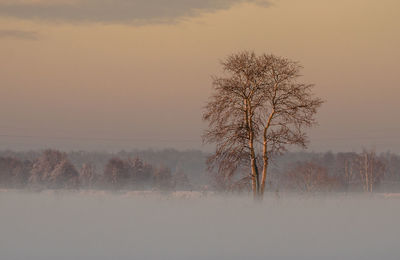 Bare tree on field against sky during sunset