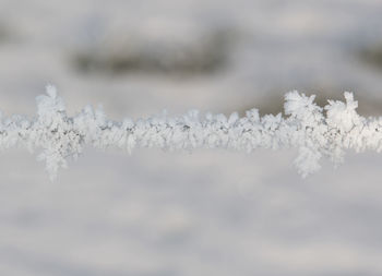 Close-up of frozen tree against sky