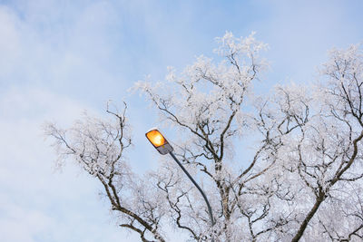 Low angle view of illuminated tree against sky