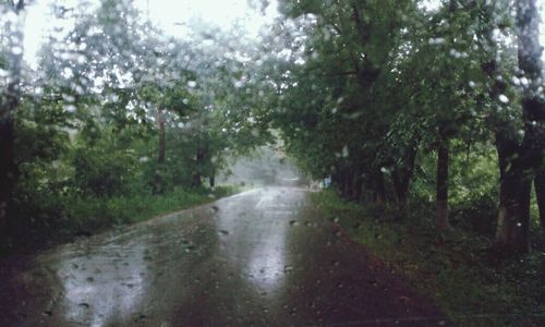 Wet road amidst trees in forest