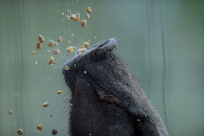 Cropped image of wild boar eating corns