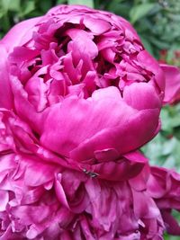 Close-up of pink peony blooming outdoors