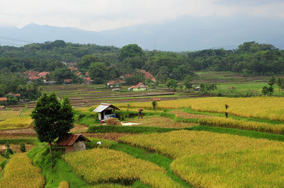 Scenic view of agricultural field against sky