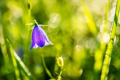 Close-up of purple flower blooming outdoors