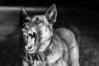 Close-up of belgian malinois