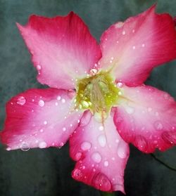 Close-up of wet pink flower blooming outdoors