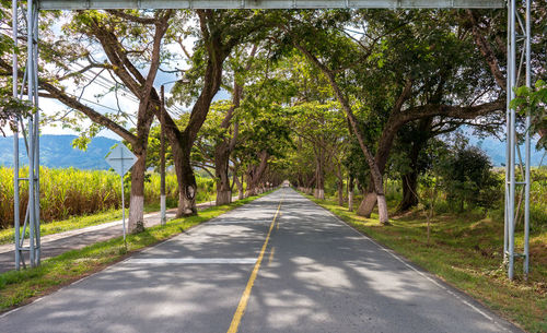 Road amidst trees