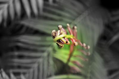 Close-up of honey bee on plant