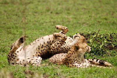 View of a tiger on field