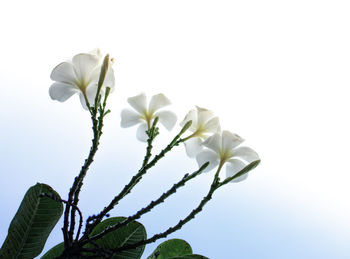 Close-up of white flowering plant against clear sky