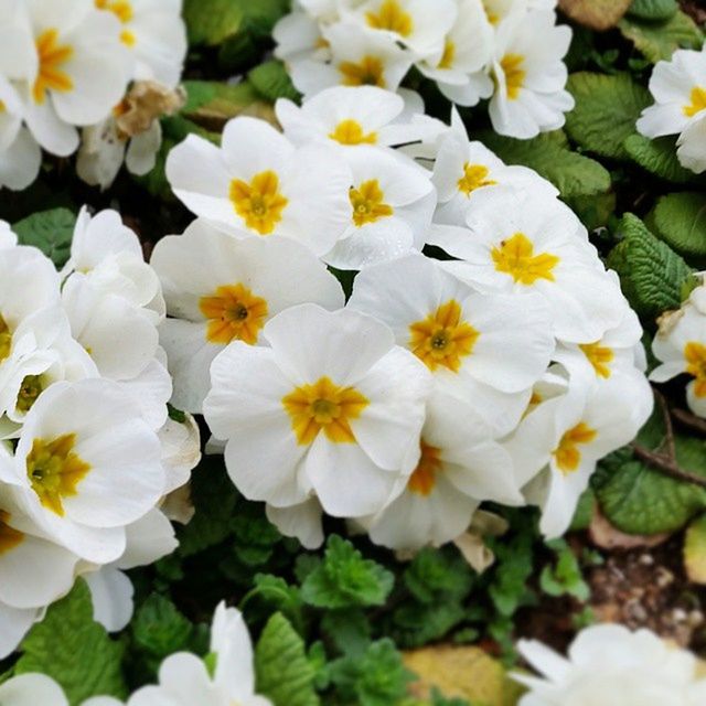 flower, freshness, petal, fragility, white color, growth, flower head, beauty in nature, nature, blooming, high angle view, plant, full frame, close-up, abundance, backgrounds, white, in bloom, field, no people