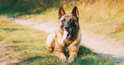 Portrait of dog running on field