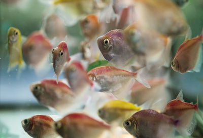 Close-up of fish swimming in sea