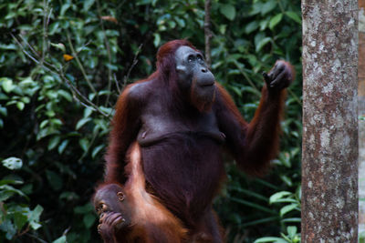 Monkeys in a forest