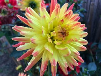 Close-up of flower blooming outdoors